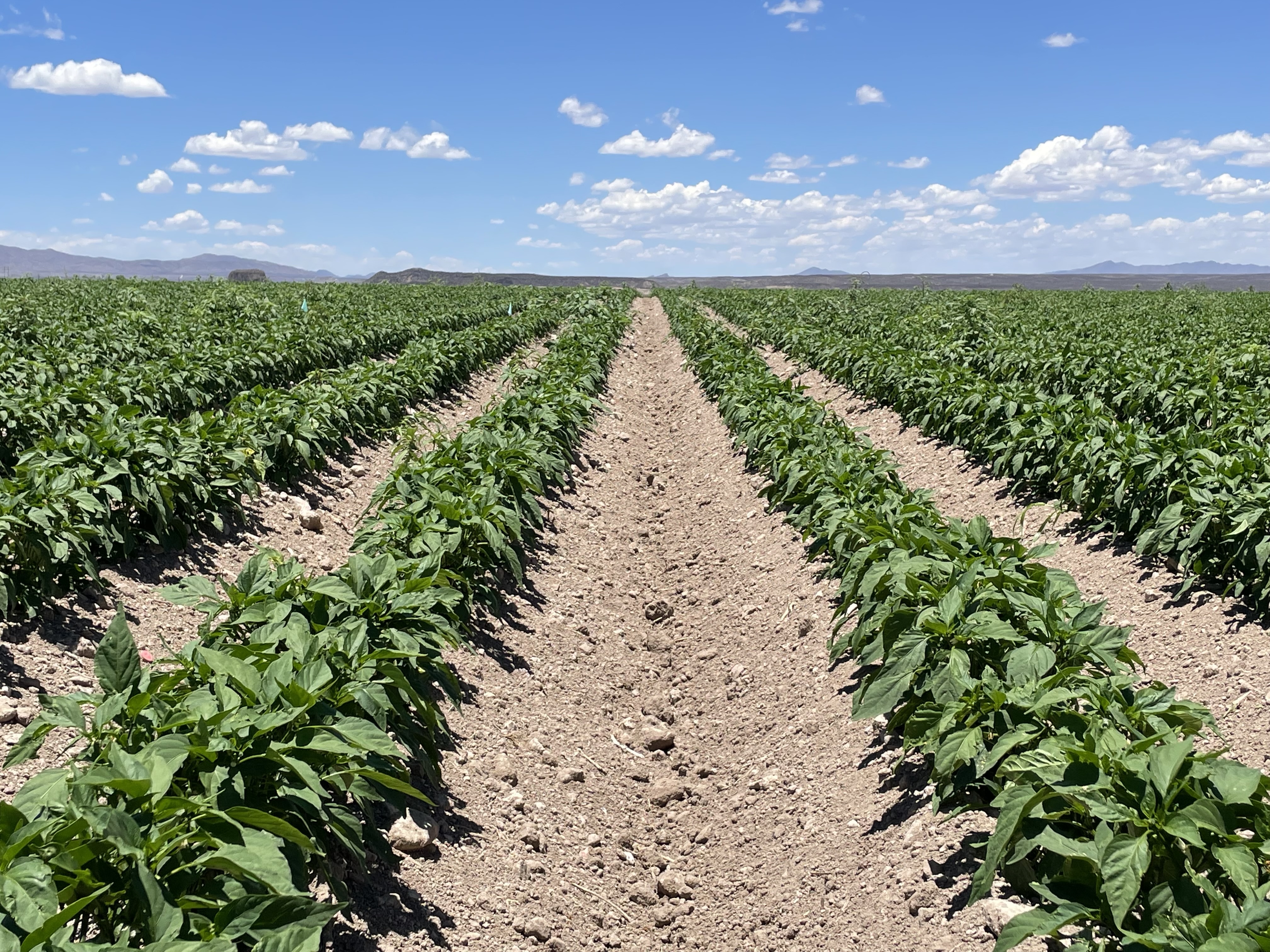 Cultivos en campo